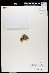 Stereocaulon tomentosum image