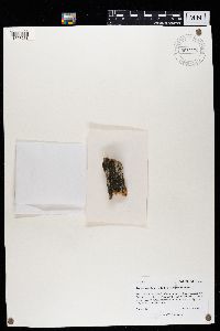 Trapeliopsis flexuosa image