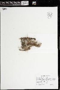 Bryoria fuscescens image