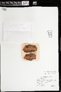 Image of Chaenothecopsis penningtonensis