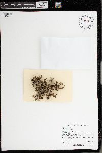 Cetraria arenaria image