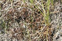 Cetraria arenaria image