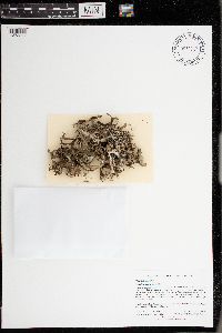 Cetraria arenaria image