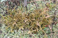 Cetraria arenaria image