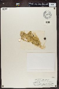 Evernia divaricata image