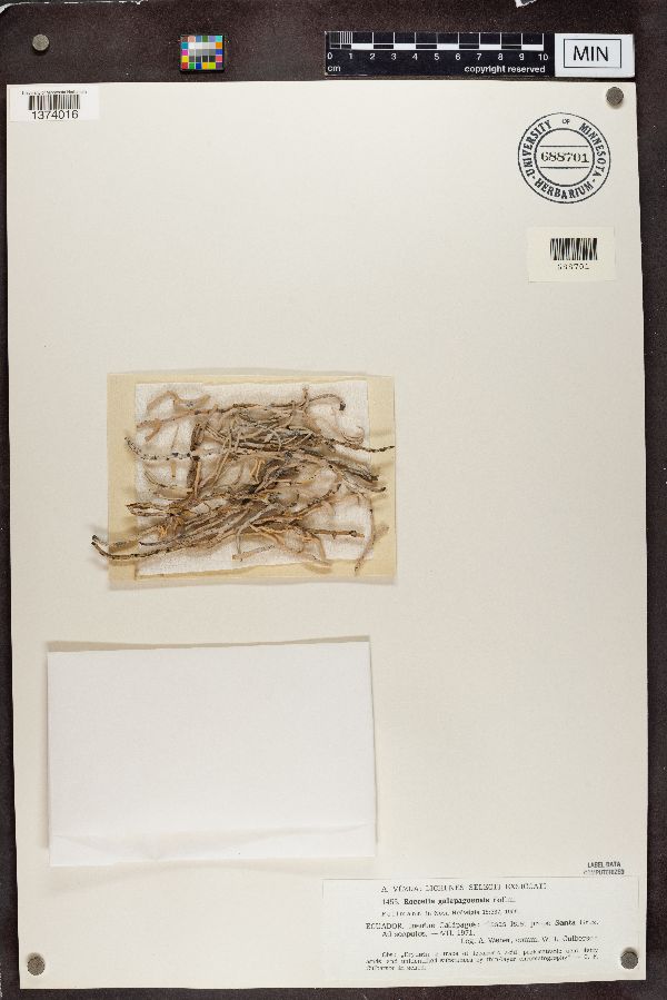 Roccella galapagoensis image