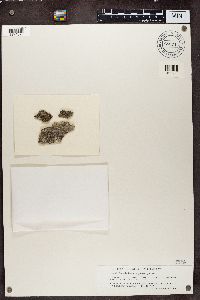 Lecania fuscella image