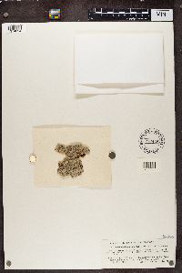 Anisomeridium biforme image