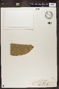 Calopadia puiggarii image