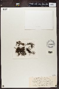 Bryoria furcellata image