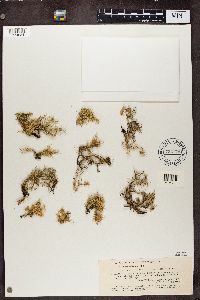 Media resource of Usnea arizonica