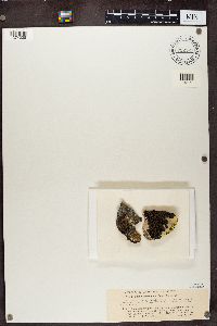Lecidea atrobrunnea image