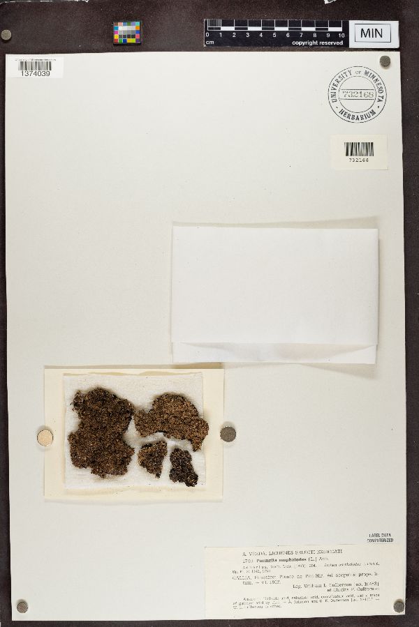 Parmelia omphalodes image