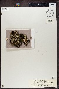 Hypogymnia bitteri image