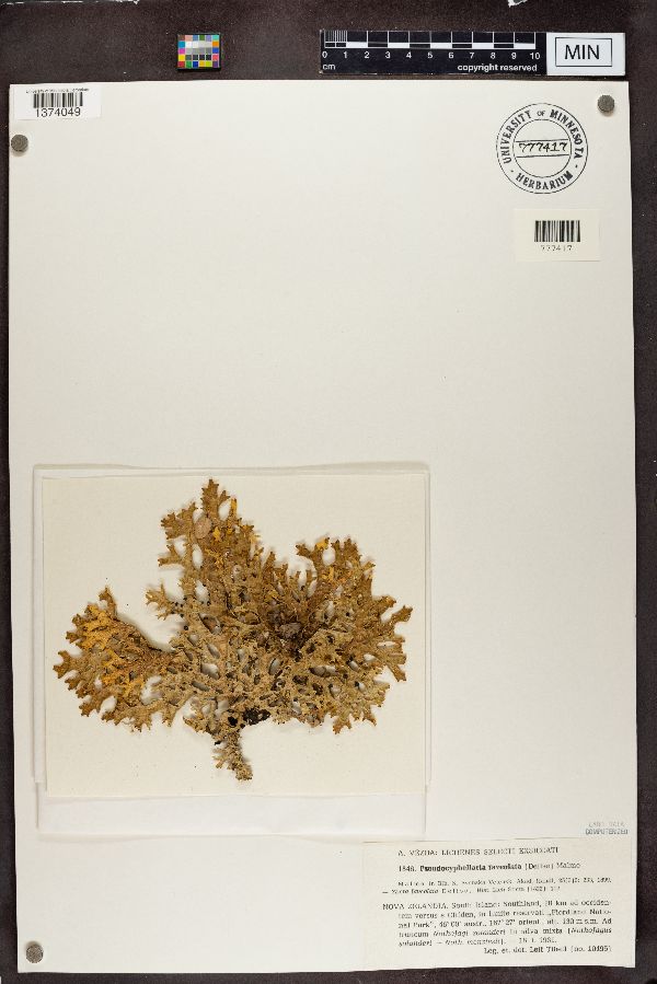 Pseudocyphellaria faveolata image