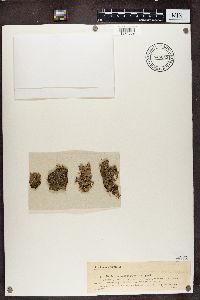 Nephroma parile image