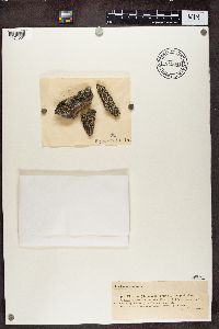 Dimelaena oreina image