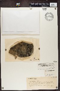 Lecanora argopholis image