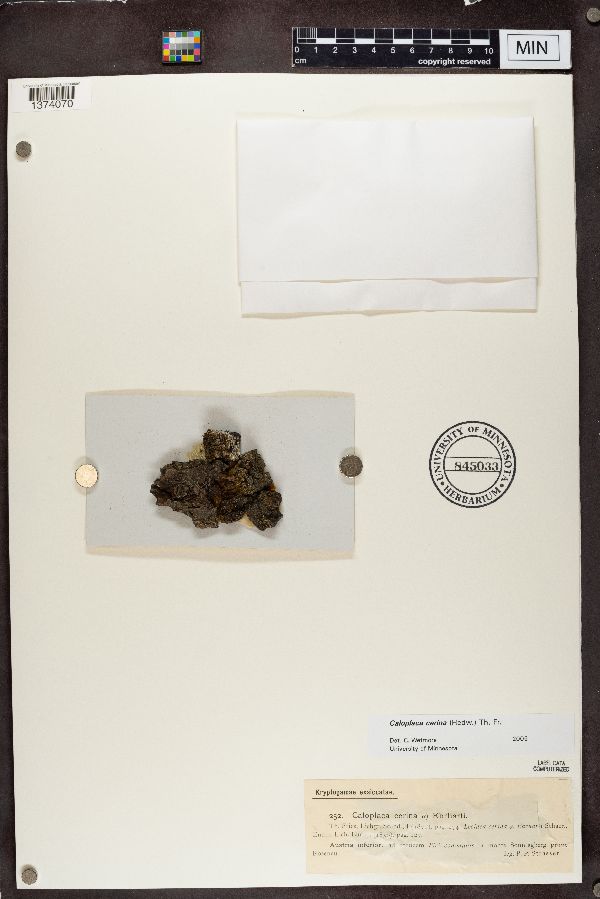 Caloplaca cerina var. ehrhartii image