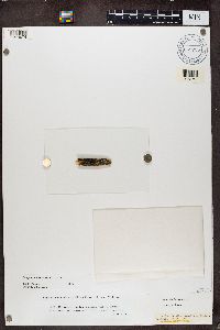 Caloplaca cerina image