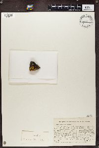 Media resource of Candelariella crenulata