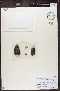 Rufoplaca arenaria image