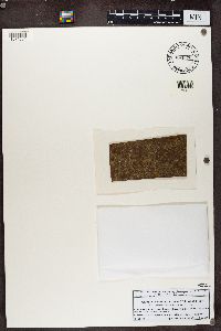 Athallia holocarpa image