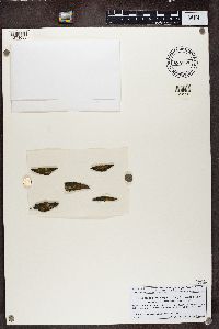 Athallia holocarpa image