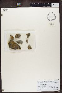 Athallia holocarpa image