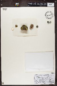 Rufoplaca arenaria image