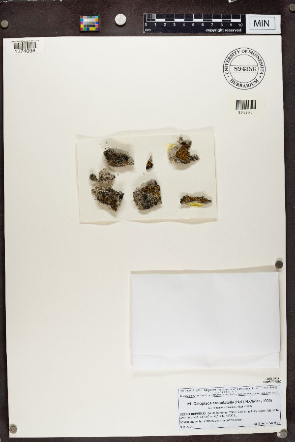 Xanthocarpia crenulatella image