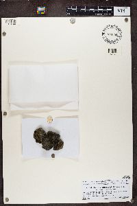 Xanthocarpia crenulatella image