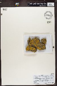 Caloplaca decipiens image