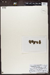 Caloplaca cerina image