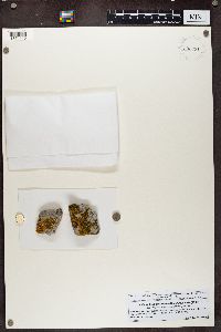 Caloplaca granulosa image