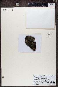 Caloplaca chlorina image