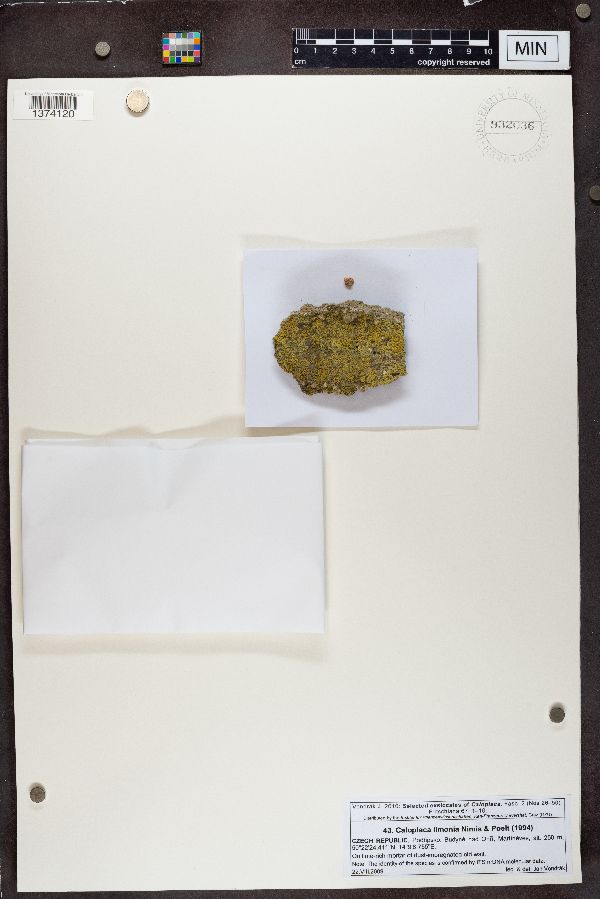 Caloplaca limonia image