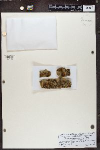 Athallia pyracea image