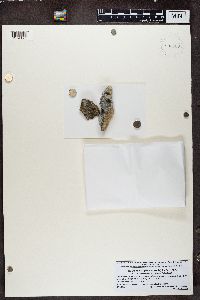 Athallia pyracea image