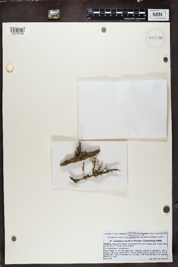 Caloplaca scythica image