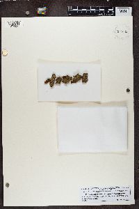 Caloplaca ulcerosa image