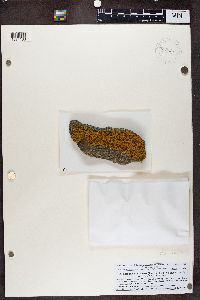 Caloplaca decipiens image