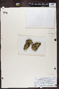 Caloplaca epithallina image