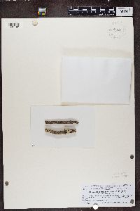 Blastenia ferruginea image