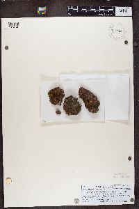 Caloplaca irrubescens image