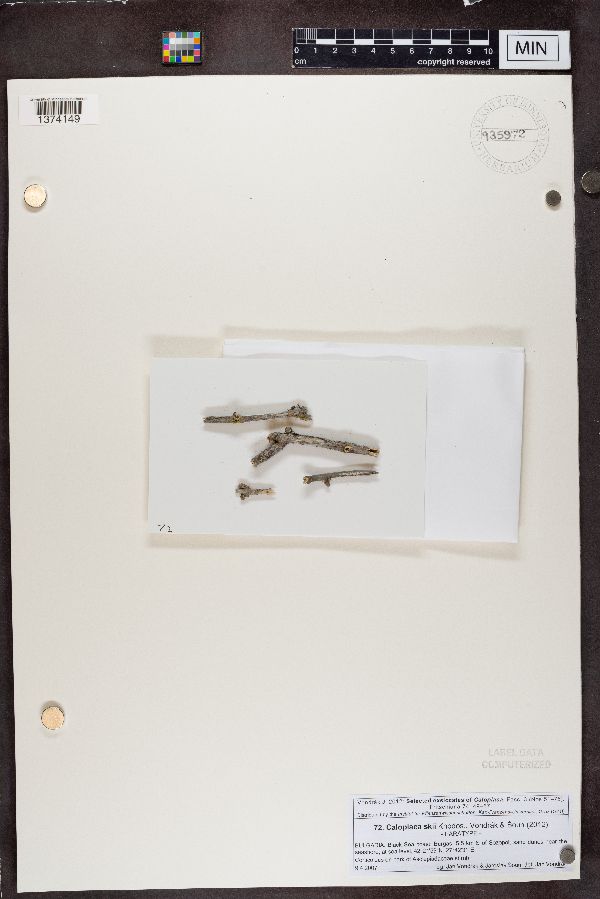 Caloplaca skii image