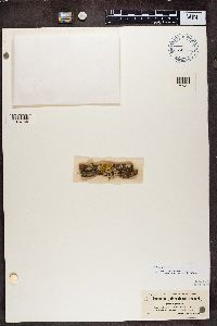 Physconia grisea image