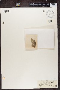 Gyalecta ulmi image