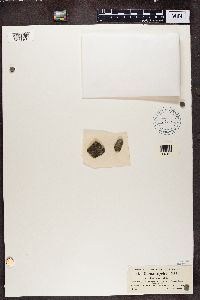 Protoblastenia rupestris image