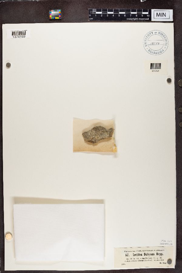 Lecidea dubyana image